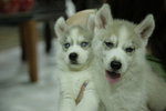 Siberian Husky Ready To Go Home - Siberian Husky Dog