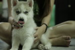 Siberian Husky Ready To Go Home - Siberian Husky Dog