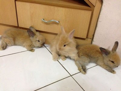 Angora Rabbit - Angora Rabbit Rabbit