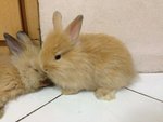 Angora Rabbit - Angora Rabbit Rabbit