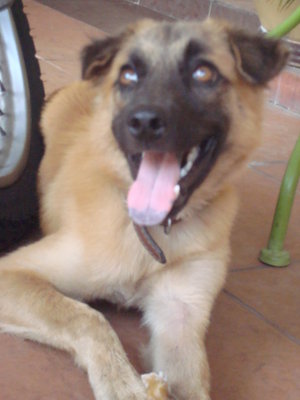 Mocha - Belgian Shepherd Malinois + Terrier Dog