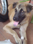 Mocha - Belgian Shepherd Malinois + Terrier Dog