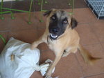 Mocha - Belgian Shepherd Malinois + Terrier Dog