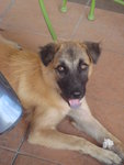 Mocha - Belgian Shepherd Malinois + Terrier Dog