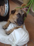 Mocha - Belgian Shepherd Malinois + Terrier Dog