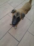 Mocha - Belgian Shepherd Malinois + Terrier Dog