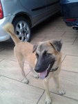 Mocha - Belgian Shepherd Malinois + Terrier Dog