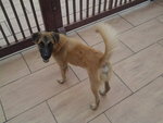 Mocha - Belgian Shepherd Malinois + Terrier Dog