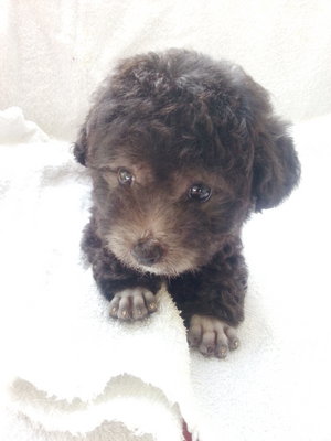 7taiwan Tcup Silver Poodle With Mka - Poodle Dog