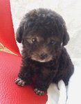 7taiwan Tcup Silver Poodle With Mka - Poodle Dog