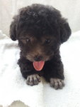 7taiwan Tcup Silver Poodle With Mka - Poodle Dog