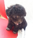 7taiwan Tcup Silver Poodle With Mka - Poodle Dog