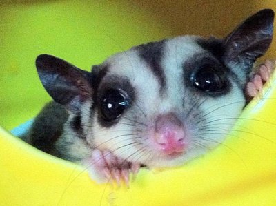 Sugar Glider - Sugar Glider Small & Furry