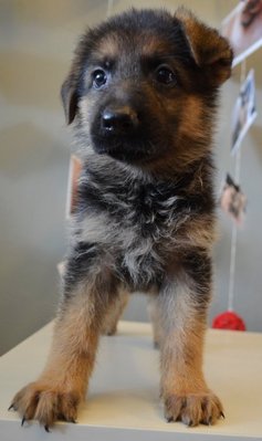 German - Father Imported Germany - German Shepherd Dog Dog