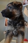 German - Father Imported Germany - German Shepherd Dog Dog