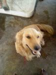 Mannexe - Golden Retriever Dog