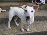 Jack - Jack Russell Terrier Mix Dog