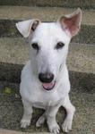 Jack - Jack Russell Terrier Mix Dog