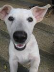 Jack - Jack Russell Terrier Mix Dog