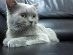 Eton - British Shorthair + Scottish Fold Cat