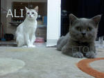 Eton - British Shorthair + Scottish Fold Cat