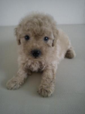 Male Toy Poodle - Poodle Dog