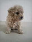 Male Toy Poodle - Poodle Dog