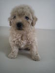 Male Toy Poodle - Poodle Dog