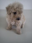 Male Toy Poodle - Poodle Dog