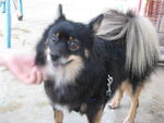 Raynee - Pomeranian Mix Dog