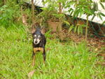 Moti - Miniature Pinscher Dog