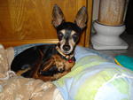 Moti - Miniature Pinscher Dog