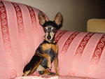 Moti - Miniature Pinscher Dog