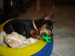 Moti - Miniature Pinscher Dog