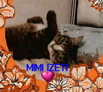 Mimi Izeti - Domestic Medium Hair + Domestic Long Hair Cat