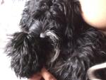 Money - Portuguese Water Dog Dog