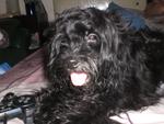 Money - Portuguese Water Dog Dog