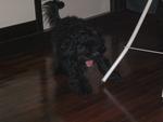 Money - Portuguese Water Dog Dog