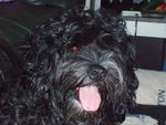 Money - Portuguese Water Dog Dog