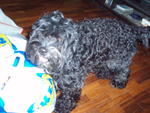 Money - Portuguese Water Dog Dog