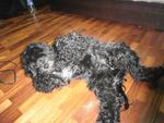 Money - Portuguese Water Dog Dog