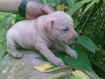 Cute Puppies - Terrier Mix Dog