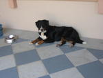 Heidi - Bernese Mountain Dog Dog