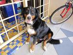 Heidi - Bernese Mountain Dog Dog