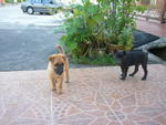 2 Puppies (Adopted) - Mixed Breed Dog