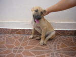 Puppy A (pic 1) **adopted**