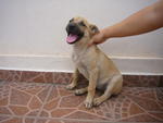 Puppy A (pic 2) **adopted**