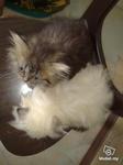 Female Persian Jane Doe - Persian Cat