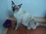 Furby - Siamese Cat