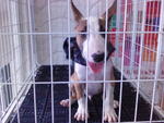 Mini Bull Terrier (Imported Taiwan) - Bull Terrier Dog